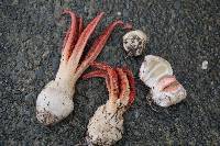 Clathrus archeri image