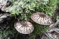 Pluteus readiarum image