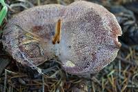 Suillus lakei image