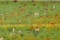 Graphiola phoenicis image