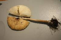 Macrolepiota clelandii image