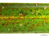 Graphiola phoenicis image