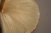 Macrolepiota clelandii image