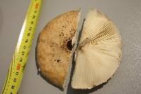 Macrolepiota clelandii image