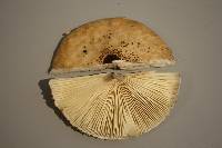 Macrolepiota clelandii image