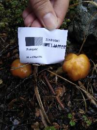 Cortinarius epiphaeus image