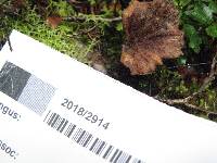 Polyporus nigrocristatus image