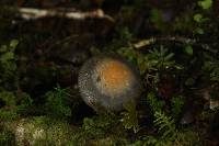 Cortinarius pselioticton image