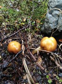 Cortinarius epiphaeus image