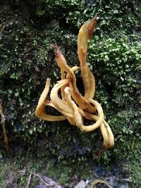 Clavulinopsis antillarum image