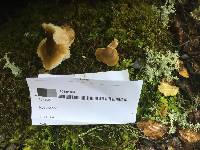 Tricholoma viridiolivaceum image