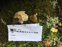 Tricholoma viridiolivaceum image