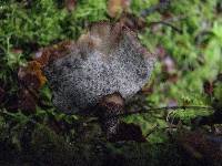 Polyporus nigrocristatus image