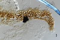 Pseudopeziza colensoi image