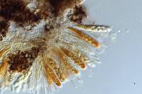 Pseudopeziza colensoi image