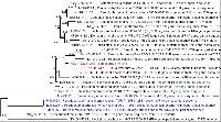 Sarcosoma orientale image