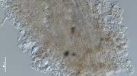 Akanthomyces aranearum image