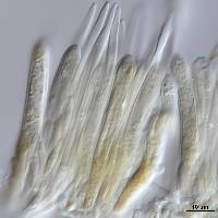 Image of Lachnum enzenspergerianum