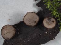 Tatraea macrospora image