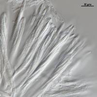 Lachnum lanariceps image
