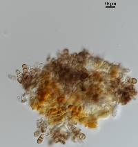 Blastacervulus metrosideri image