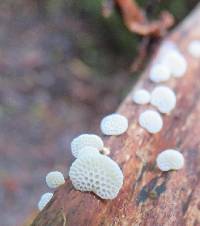 Favolaschia cyatheae image