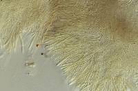Brahmaculus magellanicus image