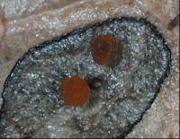 Moellerodiscus microcoprosmae image