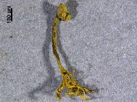 Brahmaculus magellanicus image