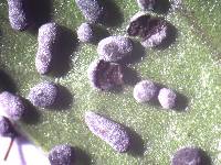 Physarum cinereum image