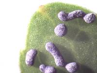 Physarum cinereum image
