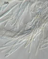 Image of Lachnum lanariceps