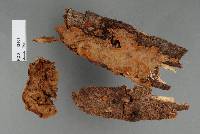Image of Hymenochaete gladiola