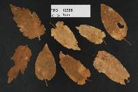 Uredo puawhananga image