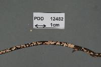 Image of Aleurodiscus coronatus