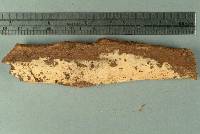 Gyrophanopsis zealandica image
