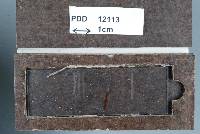 Puccinia gahniae image