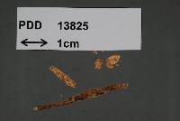 Gloeocystidiellum inconstans image