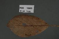 Pseudosphaerella senecionis image
