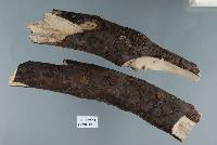 Image of Biscogniauxia zelandica