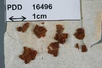 Fuscoporia wahlbergii image