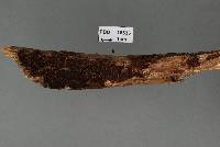 Hymenochaete patelliformis image