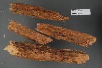 Repetobasidium glaucocanum image