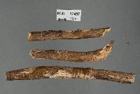 Image of Dendrothele biapiculata