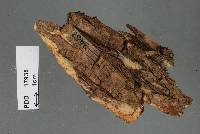 Odontia lyndoniae image