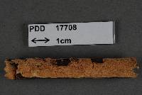 Image of Steccherinum resupinatum