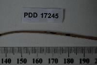 Phyllachora cladii-glomerati image