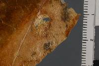 Glomerella cingulata image