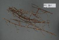 Image of Lachnella coprosmae