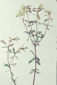 Image of Exobasidium novae-zealandiae